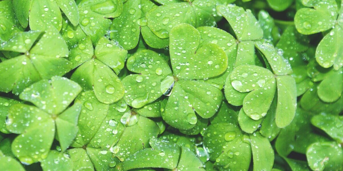 cots-st-patricks-day cots-st-patricks-day