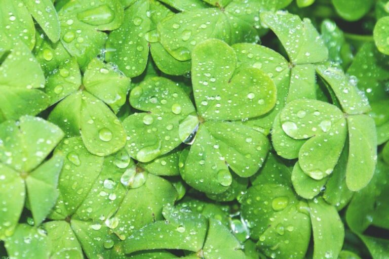 cots-st-patricks-day